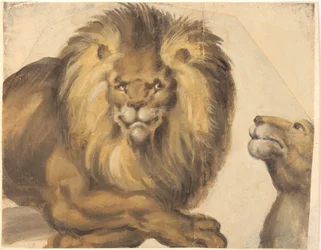 Parte anteriore di un leone maschio e testa di una leonessa