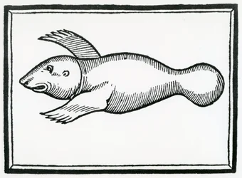 Un pesce chiamato 