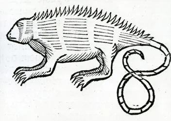Iguana da 