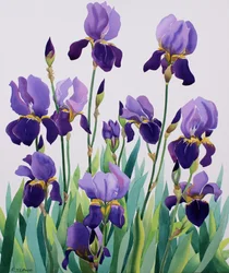 Iris viola