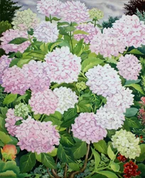 Ortensia bianca