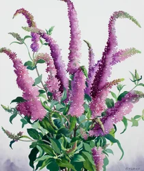Buddleia selvatica