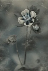 Fiore vintage blu