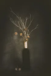 Quiete botanica oscura