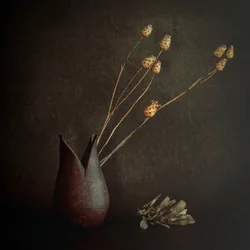 Botanica rustica scura