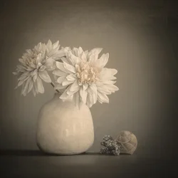 Petali morbidi e conchiglie