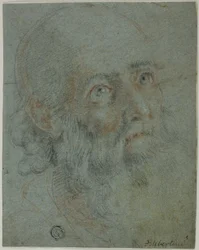 Testa di un uomo barbuto, guardando in alto a destra: Studio per Santa Caterina d