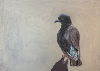 Ritratto di un piccione nero