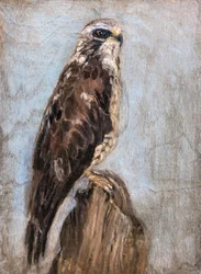 Il maestoso falco appollaiato