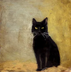 Povero gatto