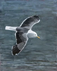 Gabbiano in volo