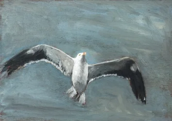 Gabbiano grigio in volo