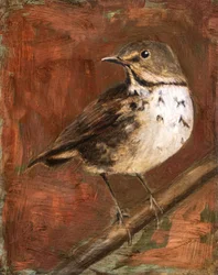Tordo maculato appollaiato
