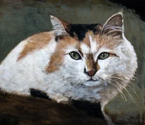 Gatto calico vigile