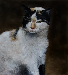Gatto calico vigile