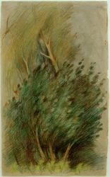 Brughiera di Tuchel (Studio di foresta)