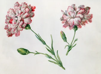 Garofani