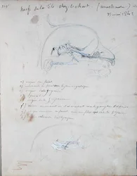 Sistema nervoso nella testa di un gatto, maggio 1842