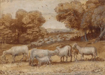 Paesaggio con pecore