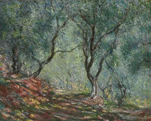 Ulivi nel giardino Moreno, 1884
