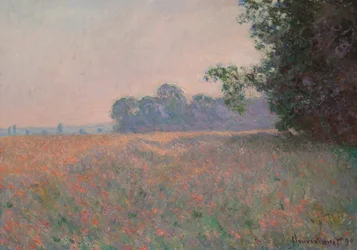 Campo di avena e papaveri