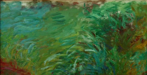 Erbe acquatiche