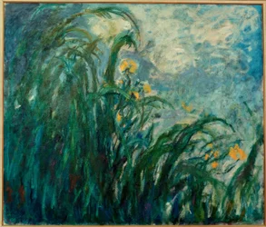 Gli iris gialli