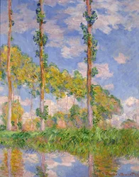 Pioppi al sole