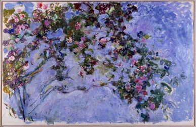 Le rose