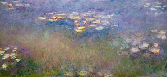Ninfee (Agapanthus) 1915-26 circa (olio su tela)