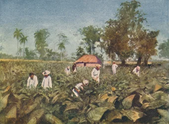 Piantagione di tabacco, Cuba, 1916