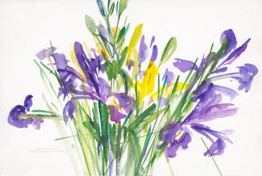 Iris