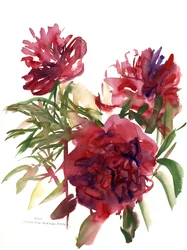 Peonie, 2002