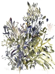 Senecio e altre piante, 2003