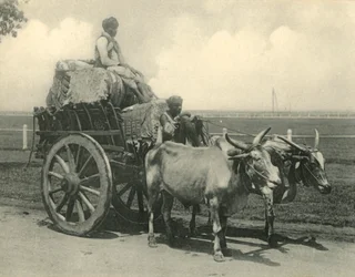 Carro trainato da buoi