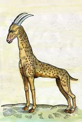 La giraffa. in Historia Animalium di Conrad Gesner (1516 - 1565) (miniatura)