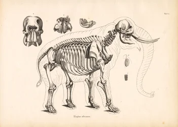 Anatomia scheletrica dell