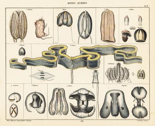 Anatomia delle specie di meduse (litografia)