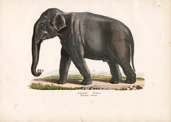 Elefante asiatico