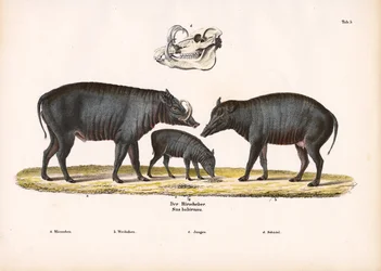 Famiglia Babirusa con vista sul cranio