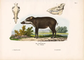 Maiale a fascia con dettagli anatomici