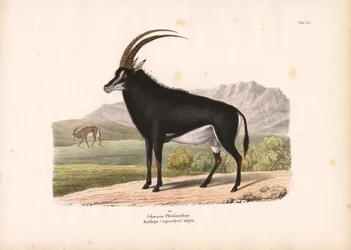 Antilope cavallina nera