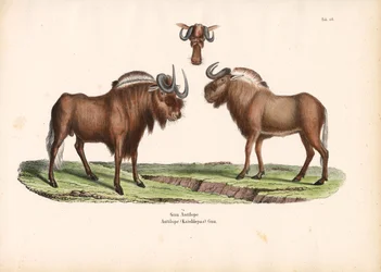Gnu nero con dettaglio della testa