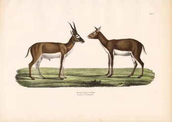 Antilopi Blackbuck