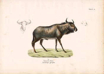 Gnu blu con dettagli della testa