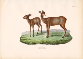 Grysbok del Capo