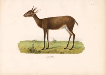 Duiker comune nella savana