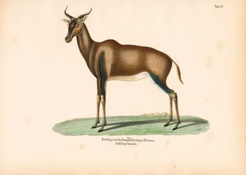Antilope dalle corna crescenti o Topi