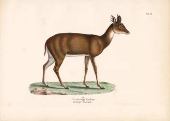 Antilope quadrupede
