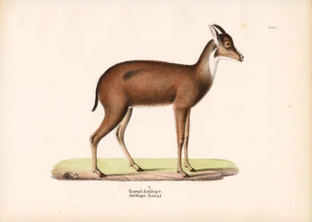 Antilope gorale di profilo